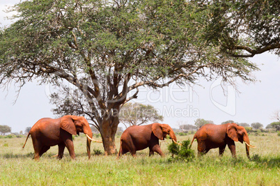 Three Red Elephants
