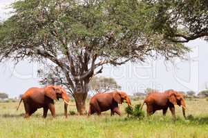 Three Red Elephants