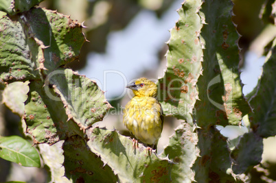 Weaver posing on a cactus