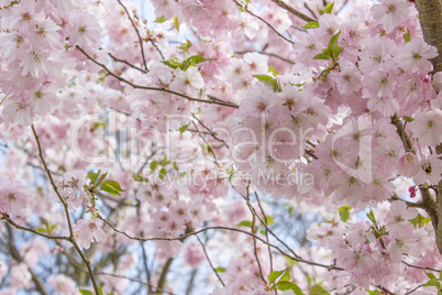 cherry blossom branches