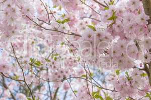 cherry blossom branches