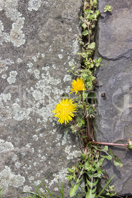 Dandelion