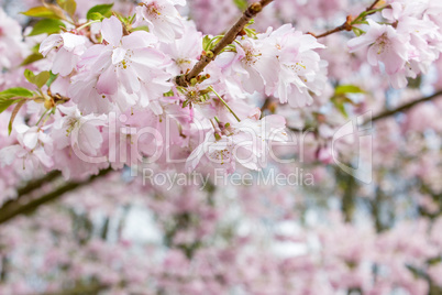 cherry blossoms