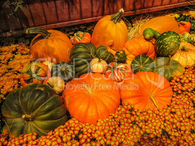 Pumpkins Pumpkins