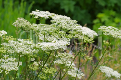 Acker-Haftdolde, Caucalis platycarpos - carrot bur parsley a white wildflower