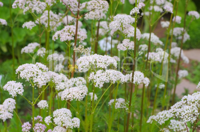 Baldrian - Valeriana, a medicinal plant