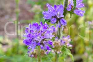 Borstige Glockenblume, Campanula cervicaria - bristly bellflower, Campanula cervicaria