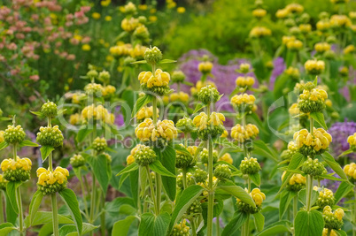 Russel-Brandkraut, Phlomis russeliana - Jerusalem sage, Phlomis russeliana a purple wildflower