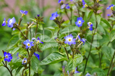 Browallia grandiflora -  Browallia grandiflor a blue wildflower