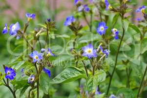 Browallia grandiflora -  Browallia grandiflor a blue wildflower