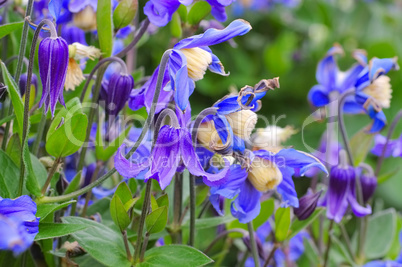 Kleine Stauden-Waldrebe, Clematis integrifolia - Clematis integrifolia, a nice garden plant