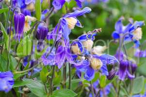 Kleine Stauden-Waldrebe, Clematis integrifolia - Clematis integrifolia, a nice garden plant