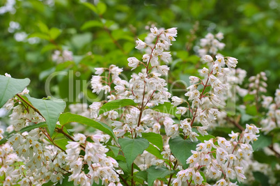 Deutzia crenata, ein Zierstrauch - Deutzia crenata, white shrub