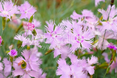 Feder-Nelke, Dianthus plumarius - Dianthus plumarius, carnation family flowers