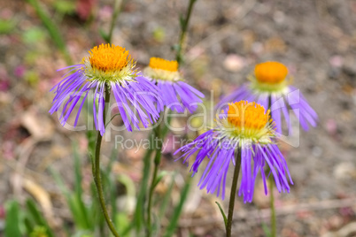 Flieder-Strahlenaster, Aster diplostephioides - Aster diplostephioides, purple summer flower