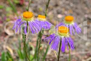Flieder-Strahlenaster, Aster diplostephioides - Aster diplostephioides, purple summer flower