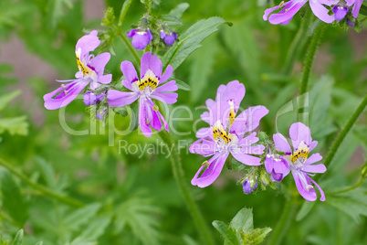 Gefiederte Spaltblume, Schizanthus pinnatus -  small butterfly, Schizanthus pinnatus