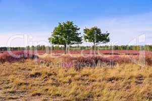 Heidelandschaft im Spätsommer - Heath landscape with flowering Heather