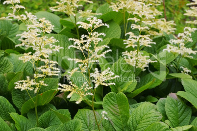 Kastanienblättriges Schaublatt, Rodgersia aesculifolia - Rodgersia aesculifolia, a foliage plant