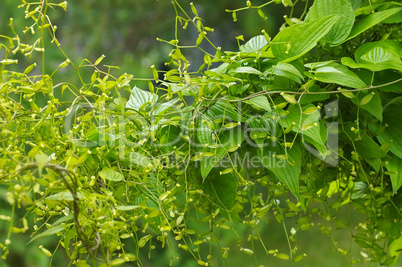 Kaukasische Yams, Dioscorea caucasica - Yam, Dioscorea caucasica plant