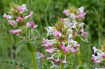 Langblättrige Kardendistel, Morina longifolia - Morina longifolia, a wildflower