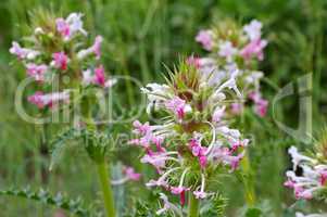 Langblättrige Kardendistel, Morina longifolia - Morina longifolia, a wildflower