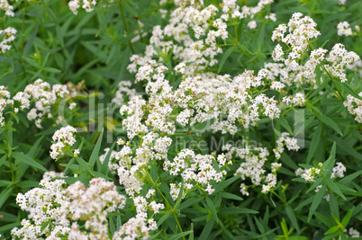 Nordisches Labkraut, Galium boreale - northern bedstraw, Galium boreale