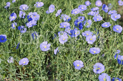 Österreichischer Lein oder Linum austriacum - Linum austriacum flowers in spring