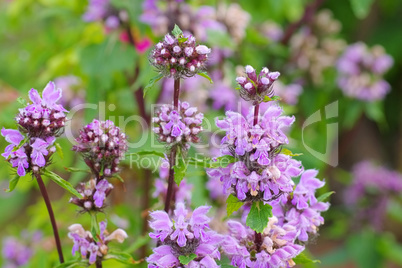 Brandkraut, Phlomis maximowiczii - Phlomis maximowiczii a wildflower