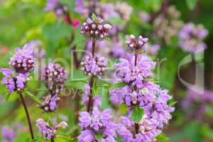 Brandkraut, Phlomis maximowiczii - Phlomis maximowiczii a wildflower