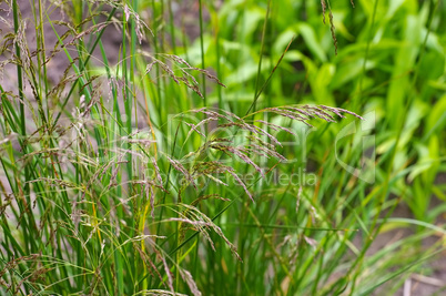 Rasen-Schmiele - Deschampsia cespitosa - Tufted Hairgrass, Deschampsia cespitosa