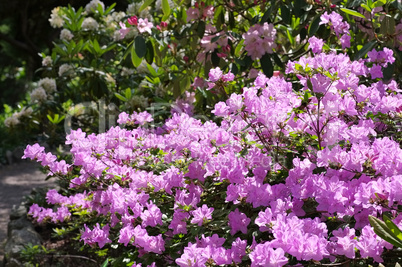 Rhododendron schlippenbachii im Frühling - Rhododendron schlippenbachii in spring