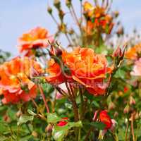 Rose Westerland - the rose Rose Westerland in summer