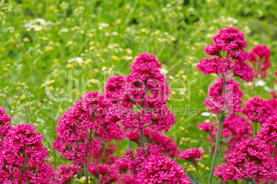 Rote Spornblume, Centranthus ruber - spur valerian, a red wildflower