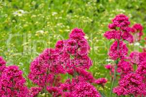 Rote Spornblume, Centranthus ruber - spur valerian, a red wildflower