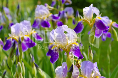 Schwertlilien im Frühlingsgarten - iris flowers in garden