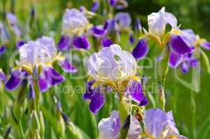 Schwertlilien im Frühlingsgarten - iris flowers in garden