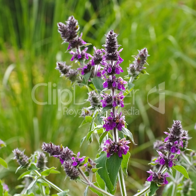 Stachys persica, ein Ziest - Stachys persica, aa ornamental plant lambs ears
