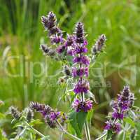 Stachys persica, ein Ziest - Stachys persica, aa ornamental plant lambs ears