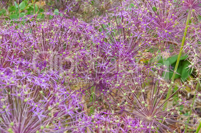 Sternkugel-Lauch, Allium cristophii, lila Blumen im Garten - Persian onion, Allium cristophii, purple flower balls