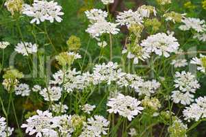 Strahlen-Breitsame, Orlaya grandiflora  - Caucalis grandiflora a white wildflower