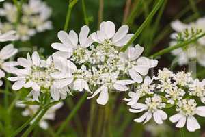 Strahlen-Breitsame, Orlaya grandiflora  - Caucalis grandiflora a white wildflower