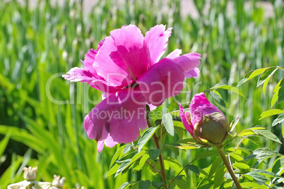 Strauchpfingstrose Reine Elisabeth - Shrub Peony of the variety Reine Elisabeth