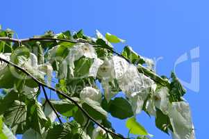 Taschentuchbaum oder Davidia involucrata -  dove-tree or Davidia involucrata