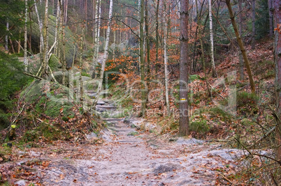 Wanderweg im Elbsandsteingebirge - Hiking trail in the Elbe sandstone mountains