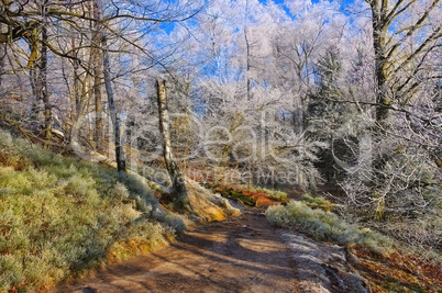 Wanderweg im Elbsandsteingebirge - Hiking trail in the Elbe sandstone mountains