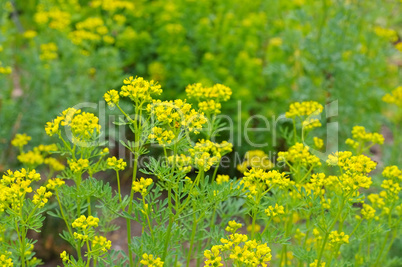 Weinraute, Ruta graveolens - Common Rue, Ruta graveolens a herbal plant