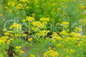 Weinraute, Ruta graveolens - Common Rue, Ruta graveolens a herbal plant
