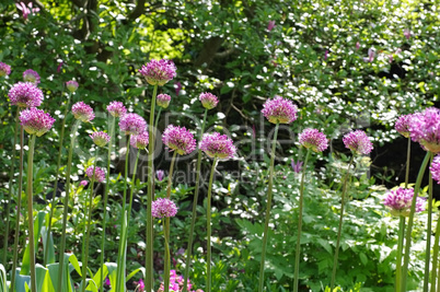 Zierlauch , lila Blumen im Garten - ornamental onion Allium, purple flower balls