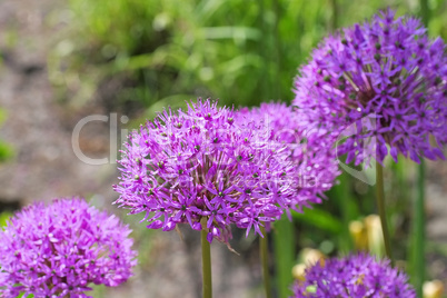 Zierlauch , lila Blumen im Garten - ornamental onion Allium, purple flower balls